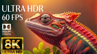 8K HDR 60fps Dolby Vision with Animal Sounds & Calming Music (Colorful Dynamic - 8k Nature Pulse) #1