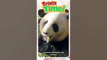 🔥 Trivia Time Challenge! | Can You Answer This Quiz 9 Correctly? #quizchallenge  #quiz  #trivia