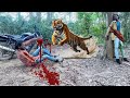 Tiger  attack in bike ride forest jassi 1313