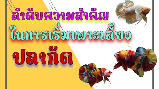 ลำดับความสำคัญในการเพราะเลี้ยงปลากัด