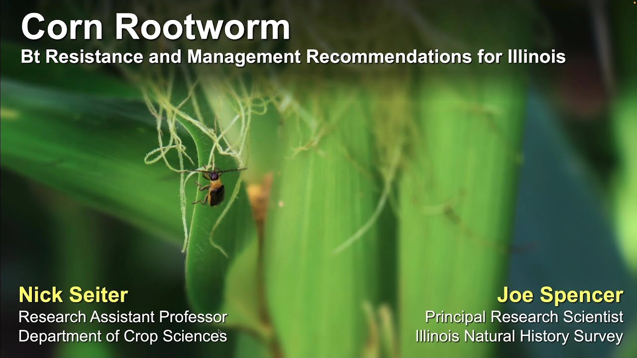 Corn Rootworm Bt Resistance and Management for Illinois YouTube