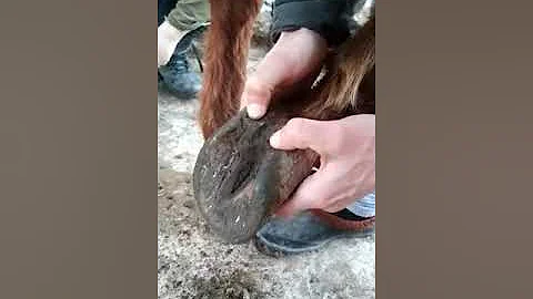 Одна из причин хромоты лошади.