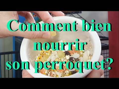 Vidéo: Les perroquets alexandrins peuvent-ils manger du raisin ?