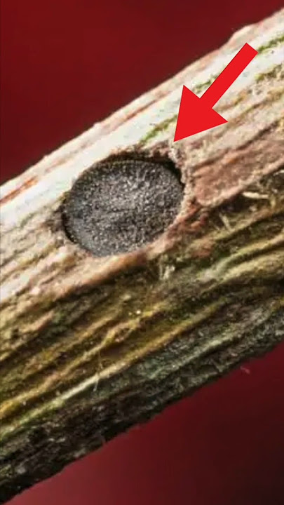 Smart Ant Closes Door with Its Head🐜🧠 #NaturalFacts #viralshorts