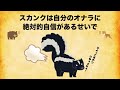 スカンクに関する意外と知らない雑学
