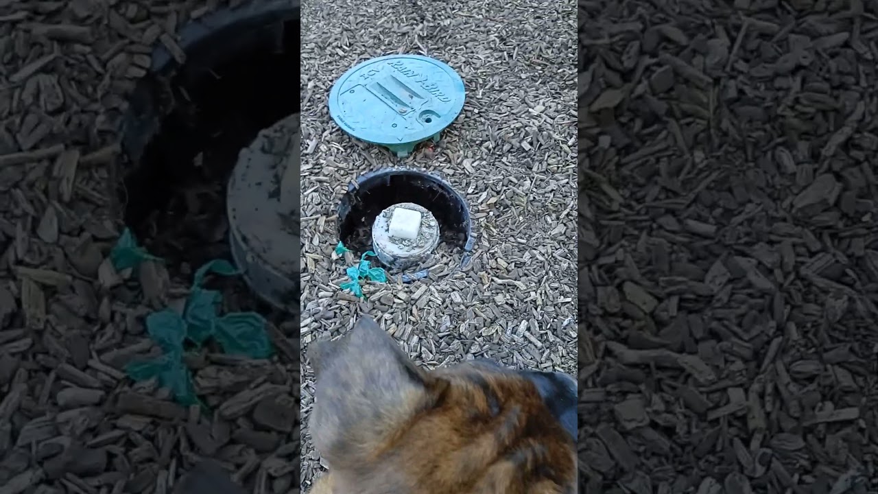 puppy POV reaction finds a unsafe hole in the dog park wychwood barns Toronto Canada unsafe 