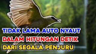 Suara Pikat Trucukan Ribut Ampuh Ter baru, Tidak Butuh Lama Langsung Nyaut Nyambar nyambar