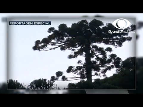 Conheça árvores centenárias do Brasil