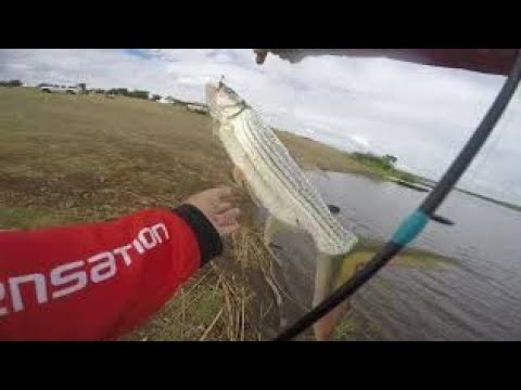 BAIT VS LURES La pche au tigre est devenue sauvage au barrage de Jozini