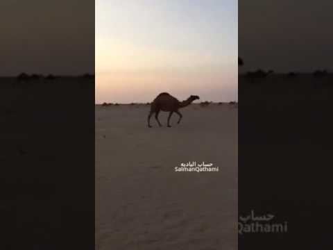 ربعي عتيبه من العارض ليا الحره الشاعر فيحان بن ثمر الحافي