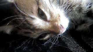 Помогите с котенком Помогите с котенком