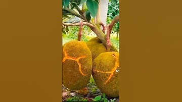 bất ngờ trái mít to quá #videoviral #garden