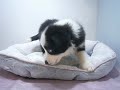 ペットショップCoo&amp;RIKU No469754 ボーダーコリー