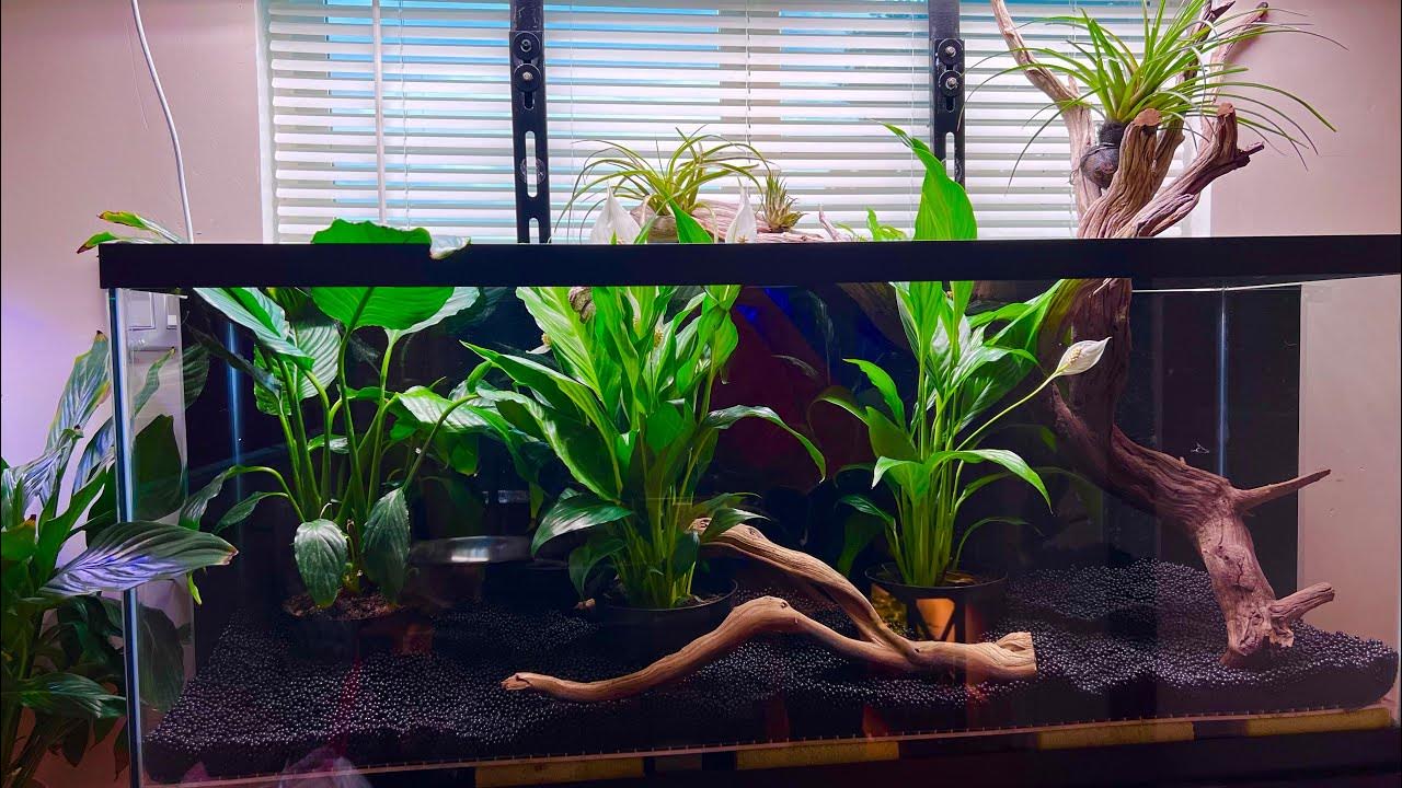 Simple and quick terrarium Set up YouTube