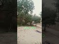 شام بھی خوب ہے