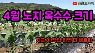 남들과 다른 옥수수 재배 방법 노지 찰옥수수 튼실하고 알이 꽉 찬 옥수수 재배 방법 옥수수에 지금 딱해서 확~ 끌어올려 주기