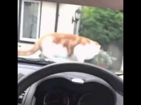 girl-scares-cat-with-car-horn-|-remix