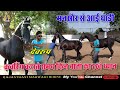 Marwari horse ll             