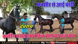 Marwari Horse ll कवरिंग से पहले जानीये कुछ खास बातै !! स्टेलियन देवरूप, देव स्टड फार्म