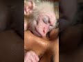 パパとおやすみ時間⏰🐒🙈🙉 #chill #monkey #さる #cute #monkeydluffy #monkeys #jp #monkeyvideo #ペット #babymonkey