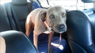 Xena...and Sugar, Both Saved From The Euthanasia List 42013