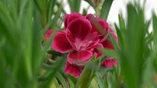 Canon 100Mm Vs Laowa 24Mm Probe Test