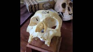 Exploring Human Anatomy: Unveiling the Intricacies of an Asian Skull through a Unique 3D Printed STL