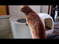 猫のぽんた日記 新しいトイレ - Cat's Ponta diary. New restroom -