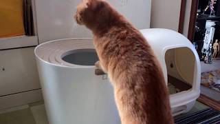 猫のぽんた日記 新しいトイレ - Cat's Ponta diary. New restroom -