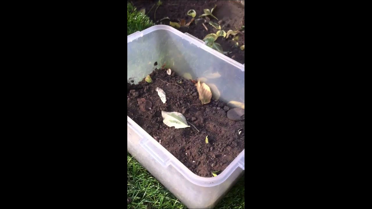 How to make a bug house - YouTube