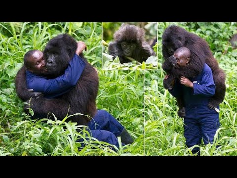 Video: Ni Nani Aliye Na Nguvu - Gorilla Au Simba?