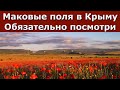 Что посмотреть в Крыму? Маковые поля!