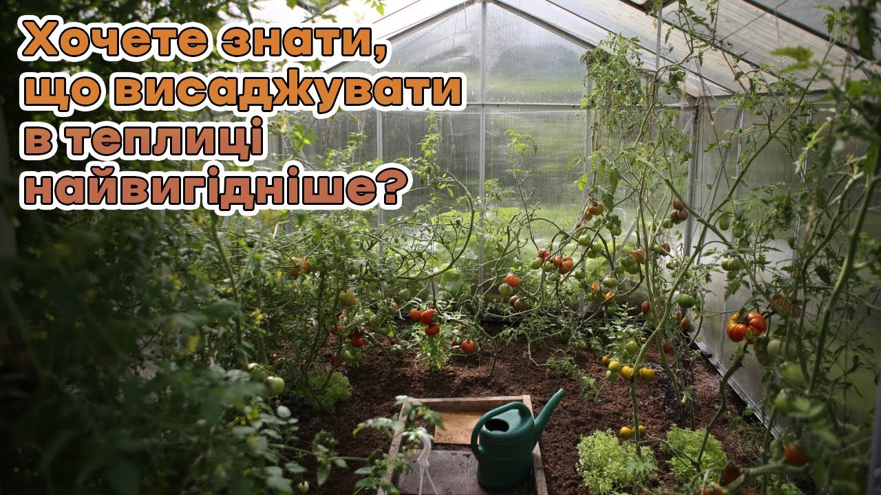 Хочете знати, що висаджувати в теплицю найвигідніше?