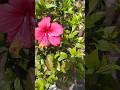 hibiscus flower blooming 🌺🌺🌺🌺#garden #nature #flowers #hibiscus #plants #greenlove #viral 🌺🌺🌺