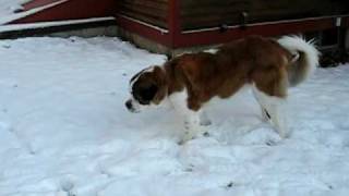 videos of peg in the first snow 001.avi