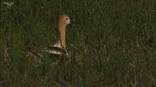 American Avocet screenshot 1