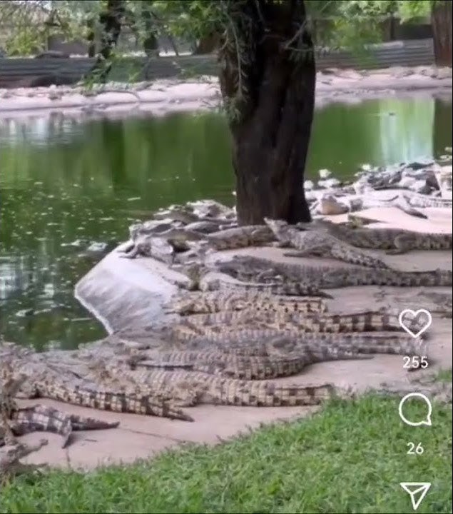 Gogo Maweni showcases Crocodile Head