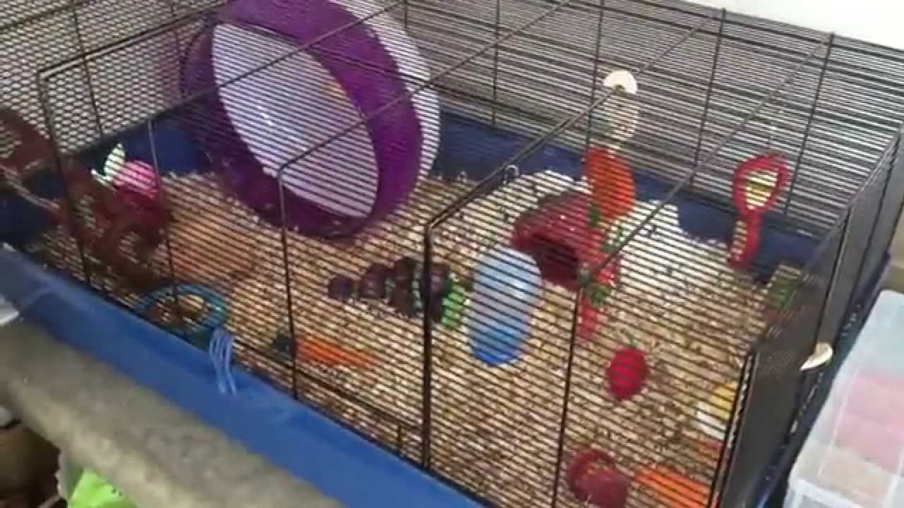 petco hours Buttercup's 