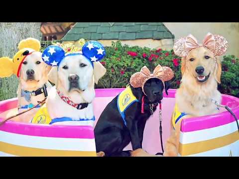 Vidéo: Régimes pour animaux domestiques faits maison: ce que vous devez savoir
