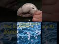 Would you swim with this deep sea creature? 🥶 #shorts #deepsea #marianatrench #scary