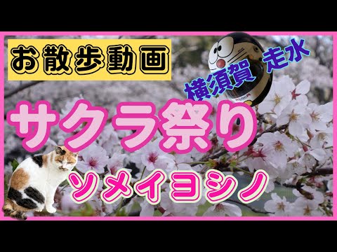 [お散歩動画] サクラ祭り ソメイヨシノ 横須賀走水