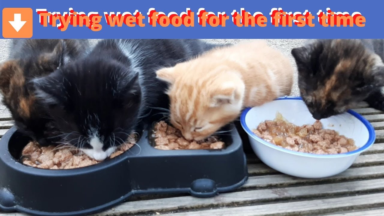 Trying Wet Food For The First Time | Mommy Eats With Kittens - YouTube