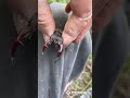 На кормак и удочку…