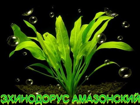 Эхинодорус амазонский (Echinodorus grisebachii)