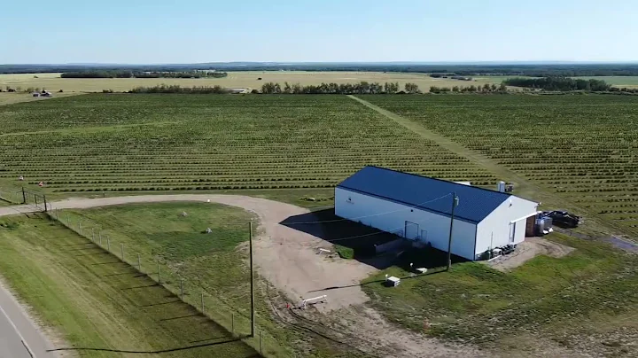 Haskap Berry Farms - Wembley, Alberta Canada