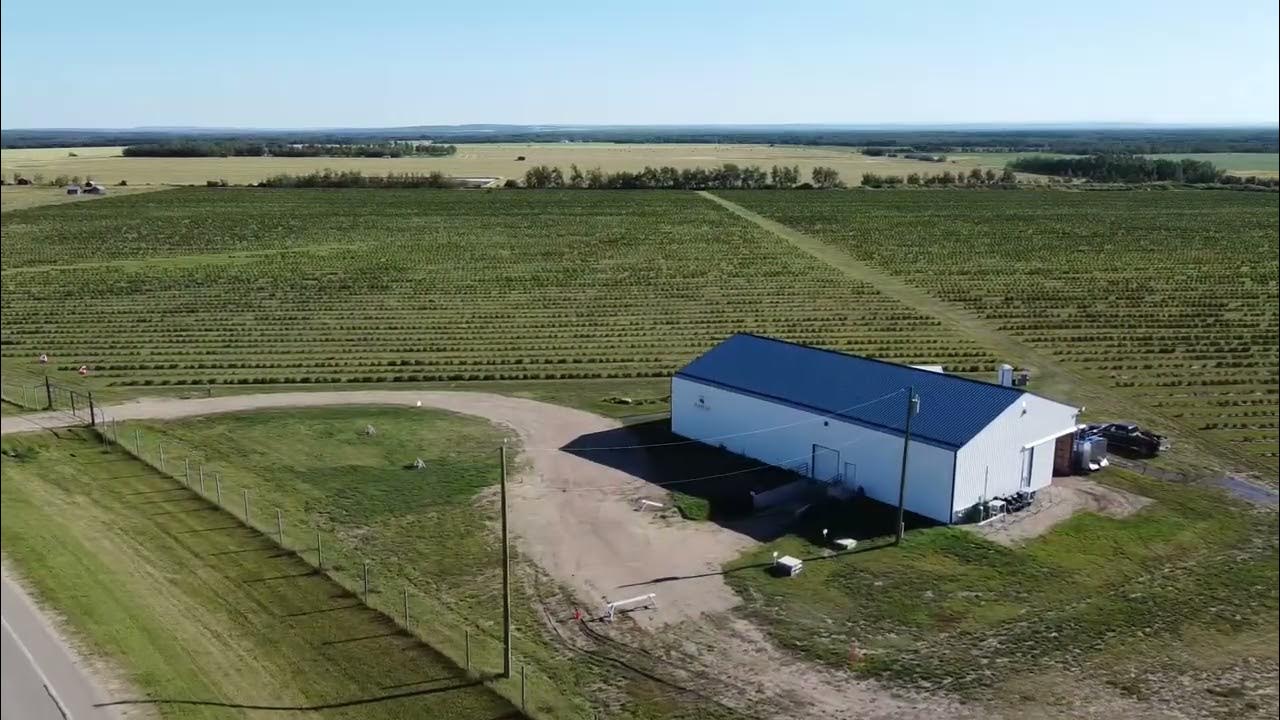 Haskap Berry Farms Wembley, Alberta Canada YouTube