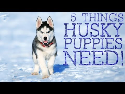 getting a husky