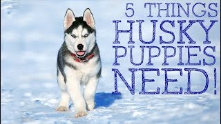 5 Things You MUST Have Before Owning A Husky Puppy