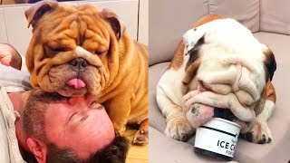 ❤️ Funny and Cute English Bulldog Doing Funny Things # 4 | 2018 | Animal Lovers ❤️