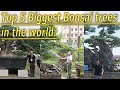 Top 5 biggest bonsai trees in the world